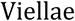 Viellae